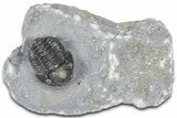 Detailed Gerastos Trilobite Fossil - Morocco #363959-2